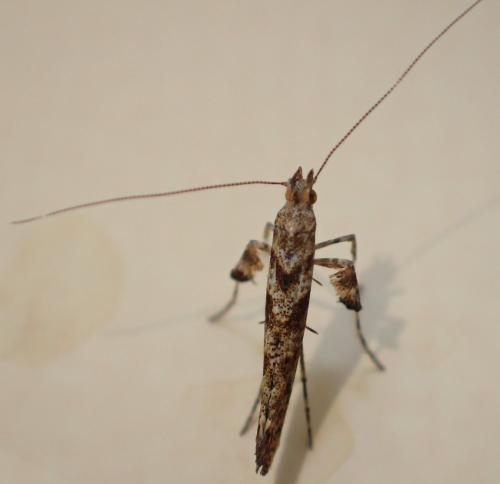 Réf. 268 419 : Caloptilia cuculipennella